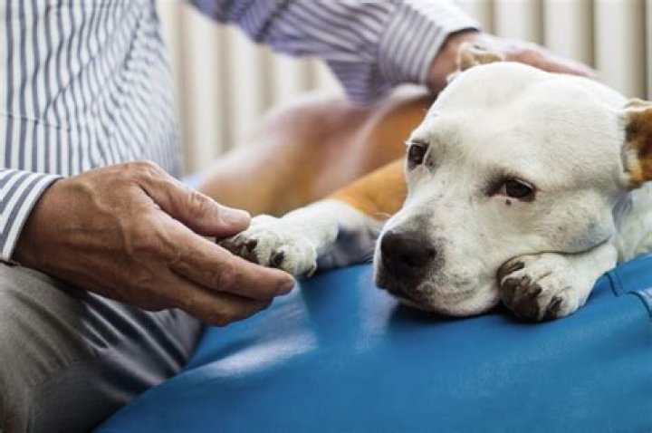 Humane Pet Euthanasia at Home in New Hampshire