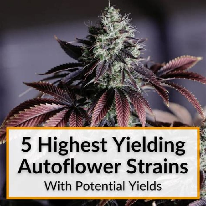 Maximize Your Harvest: Discover the Highest-Yielding Autoflowers