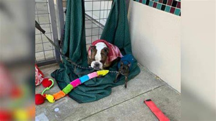 Rescuers Find Extra Dog Indoors: A Tale of Unexpected Discoveries