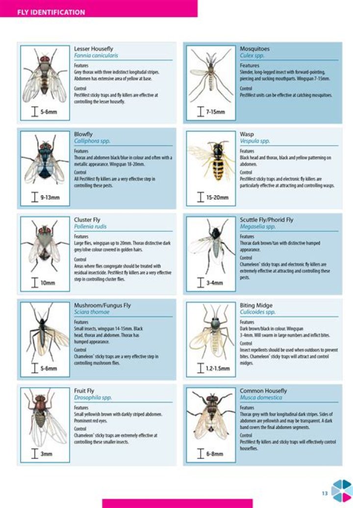 The Definitive Guide to Young Flies: Wikipedia's Extensive Resource