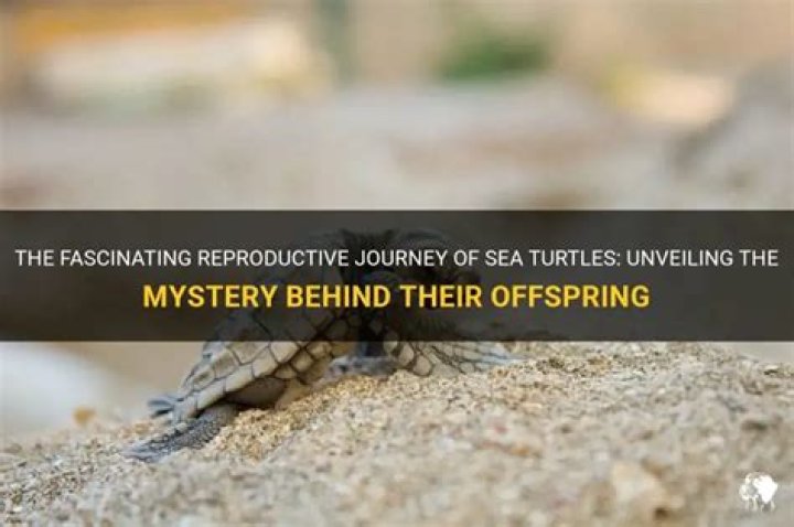 The Fascinating Journey of Marlene2995: Unveiling the Mystery
