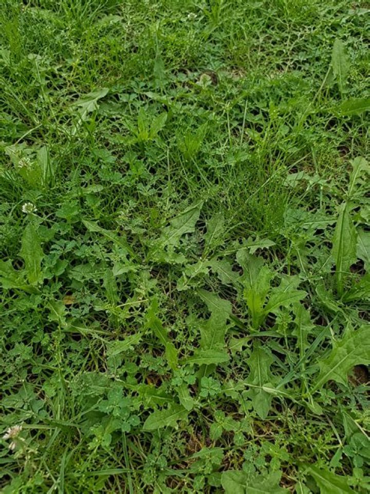 The Ultimate Guide to Controlling and Managing Uber Weeds