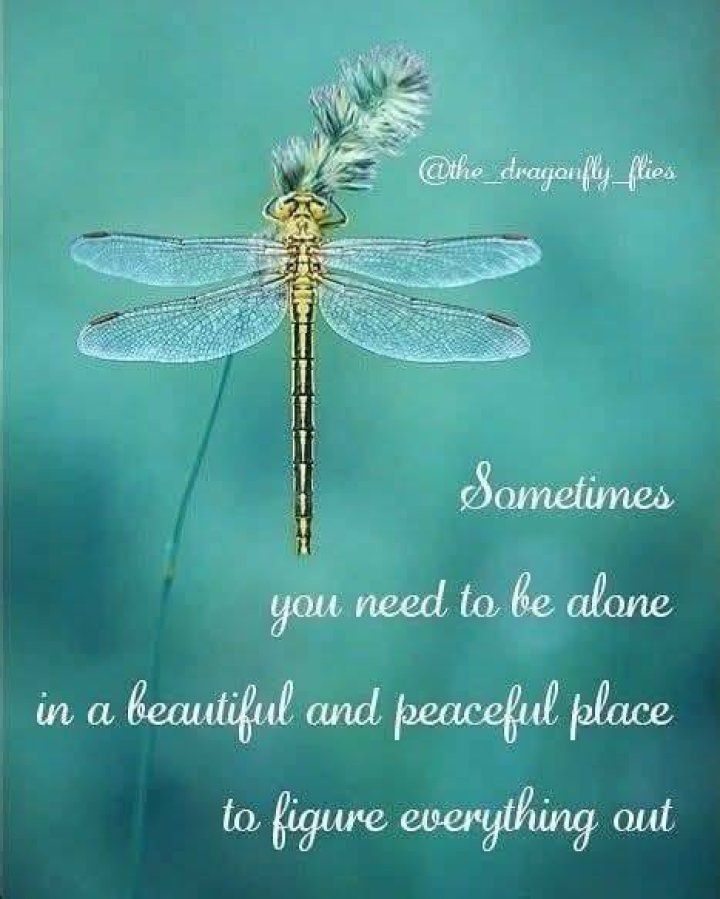 Unforgettable Quotes About Dragonflies: Lessons from Nature's Grace