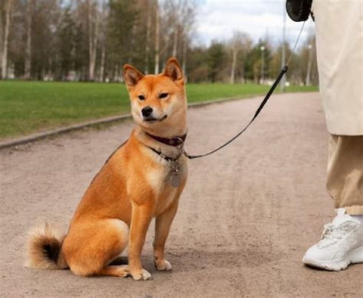 Unleashing the Loyal Shiba Inu: A Guide to Your Service Dog Partner