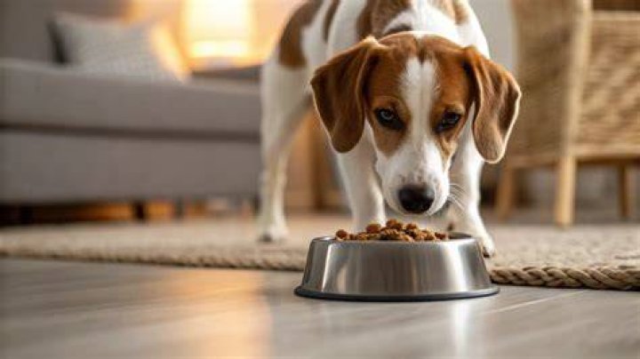 Why Won't Her Dog Move? Understanding the Causes and Solutions